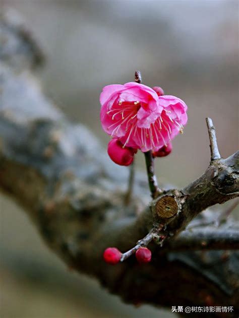 梅花寓意 右邊是哪一邊